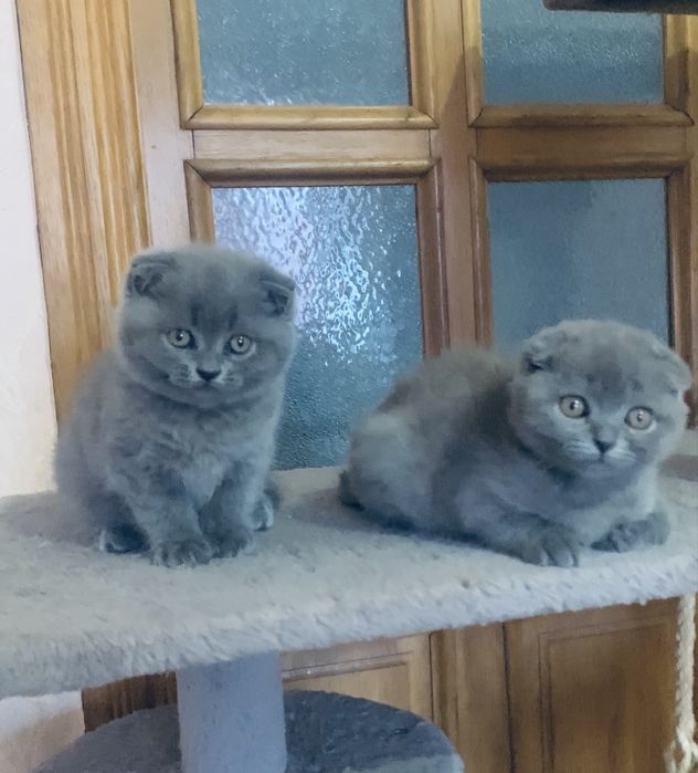 Дівчатка  шотландські  фолд