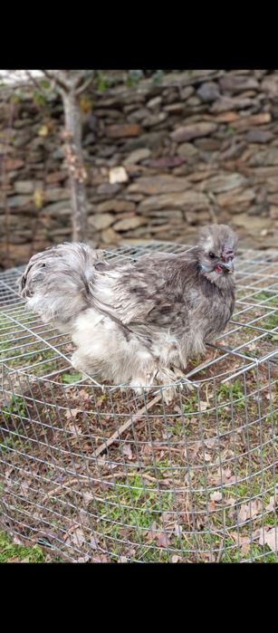 Ovos/Aves Sedosa do Japão