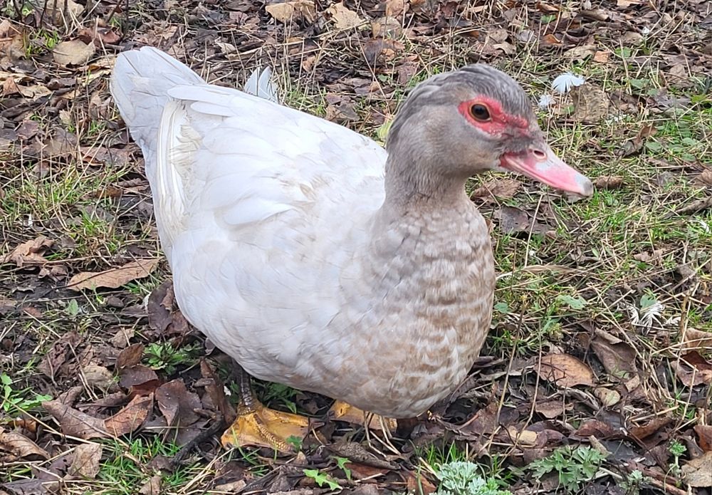 Инкубационное яйцо индоутки тяжелой немецкой линии (серебро)