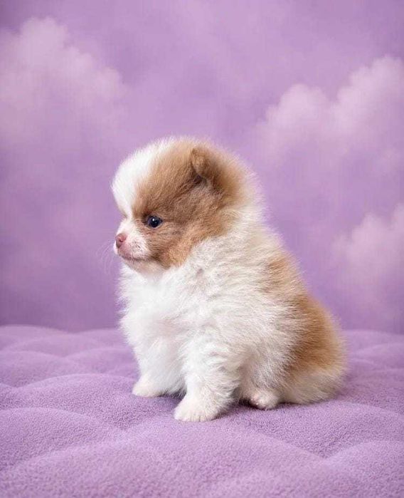 Linda cria fêmea de Lulu da Pomerânia