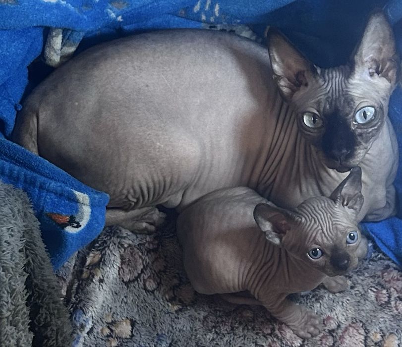 чудове кошеня  хлопчик