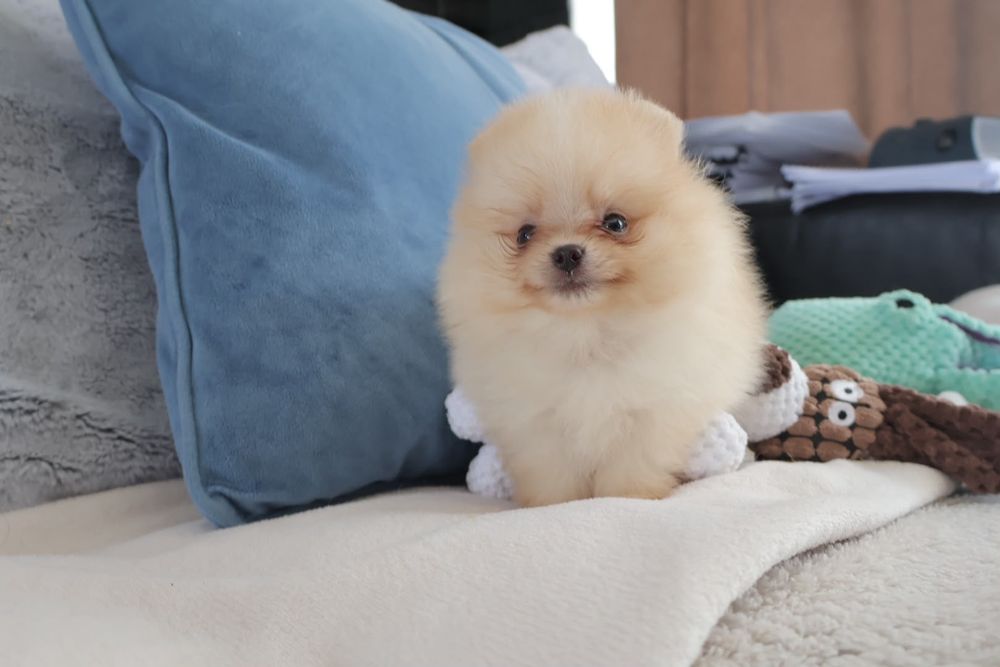 Lulu da Pomerânia. Ursinho com Lop e Afixo.  Super mini Perfeito!