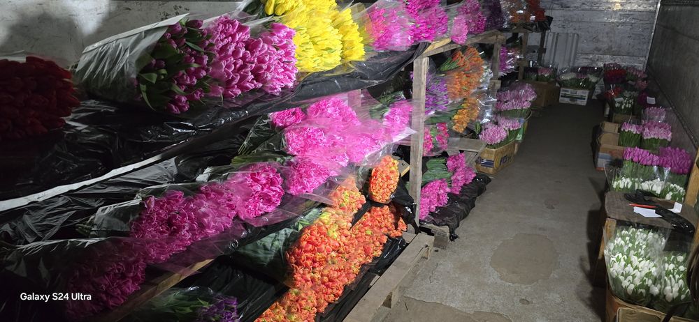 Тюльпан ОПТОМ від 30грн