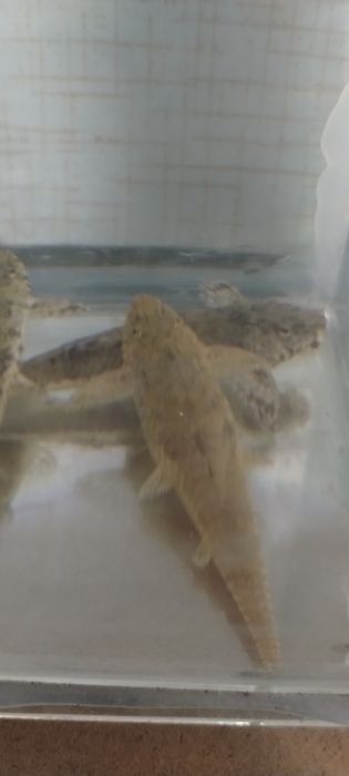 Loricaria parva- piękne duże