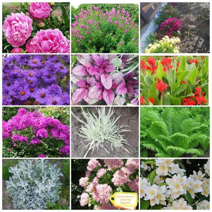 Продам різні багаторічні квіти та декоративні рослини,
