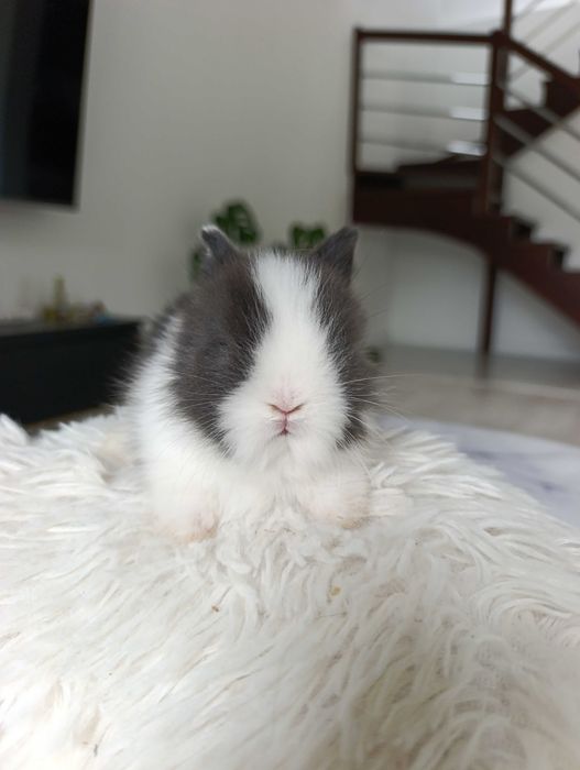 Mini lop karzelek Teddy hodowla zarejestrowana