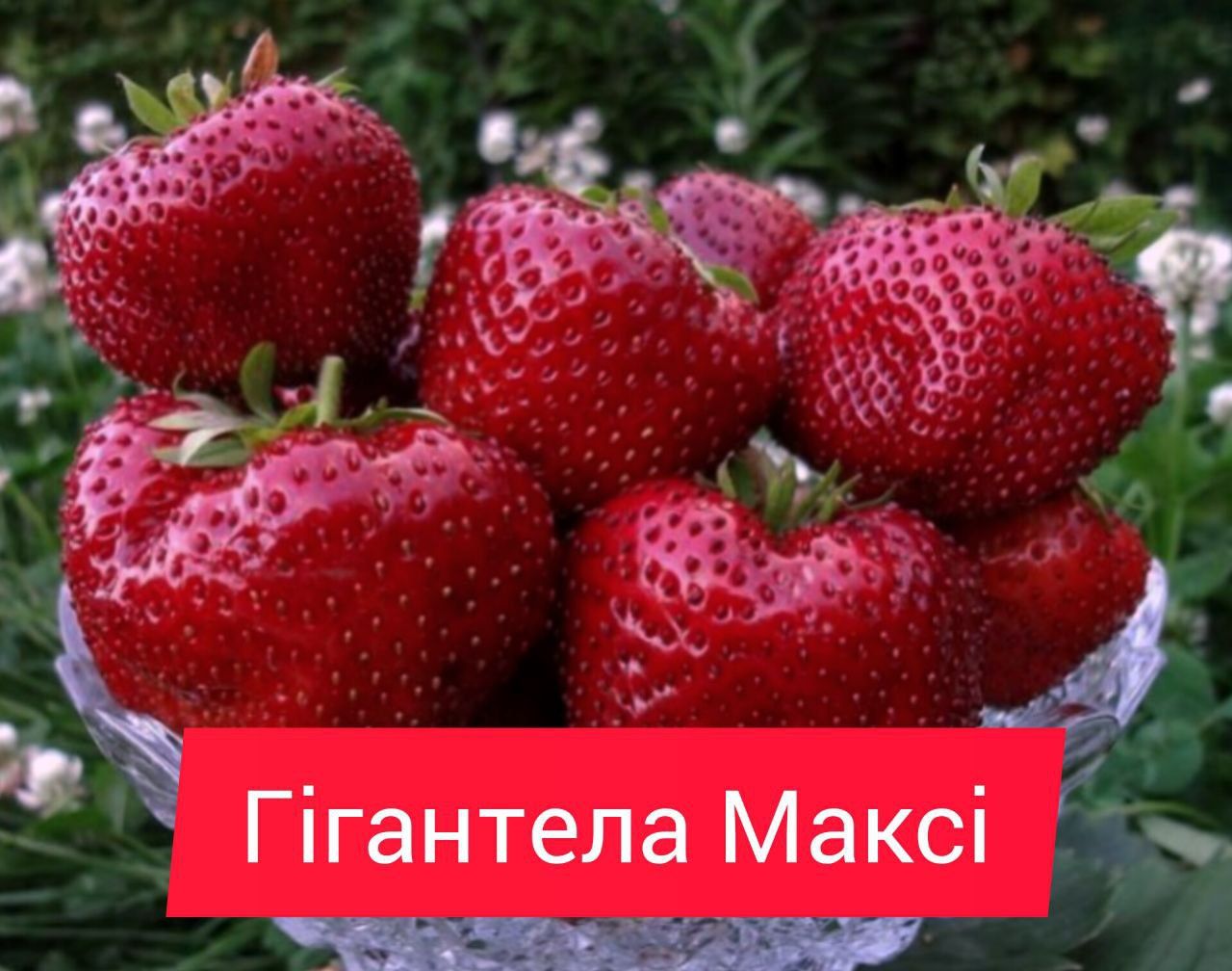 Кассетная, Копаная Рассада Клубники. Альба, Хоней, Румба, Кабрілло и д ...