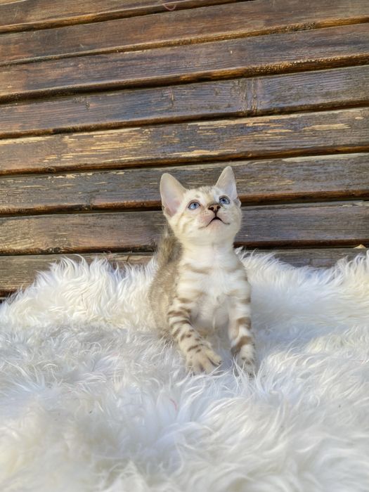 Бенгальські котики