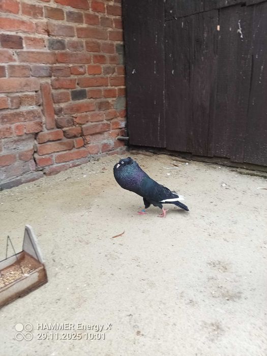 Garłacz Górnoślaski