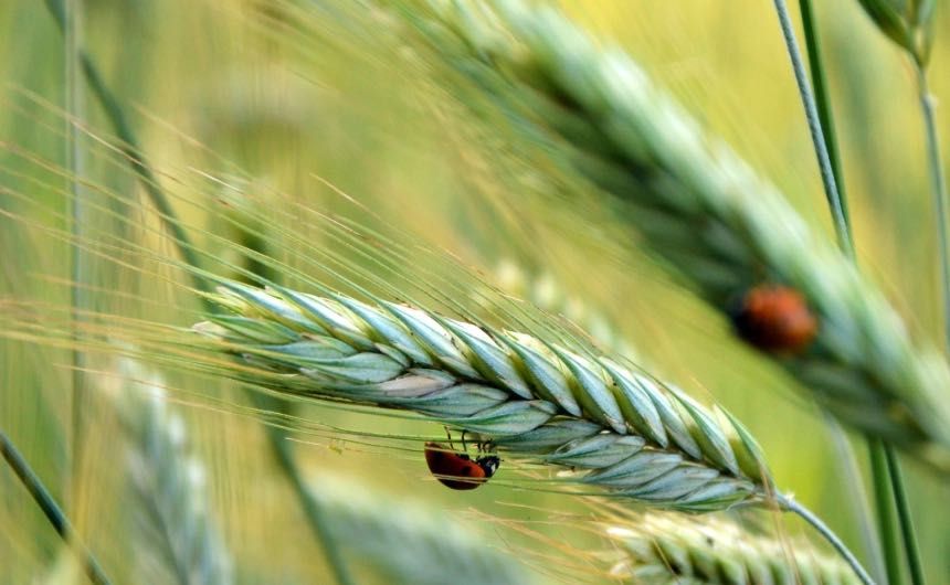 Żyto jare C1 SM Ananke - Elitarna jakość wypiekowa ziarna