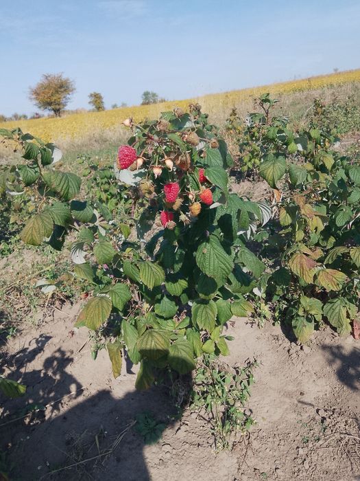 Саджанці малини сорту Полана