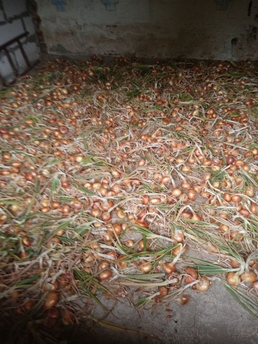 Цибуля домашня,без жодного гирбіциду.