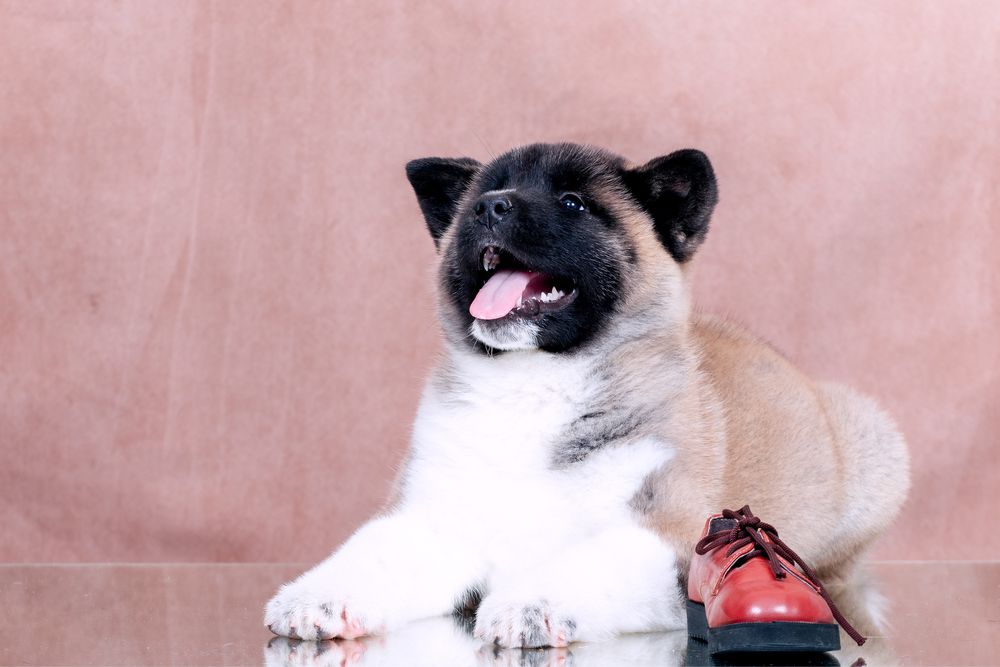 Американскька акіта/ американская акита / american akita