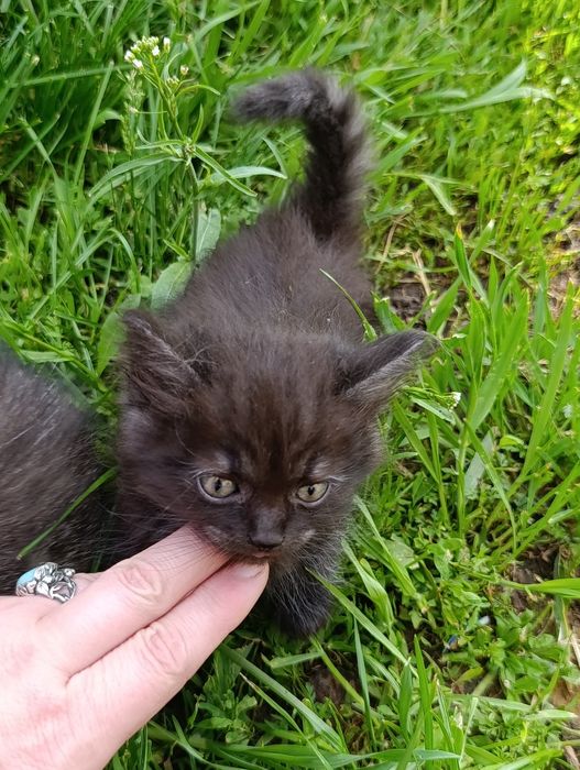 Котята в добрі руки