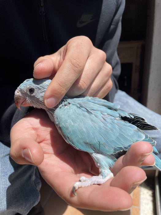 Ring Neck AZUL Muito Meigo