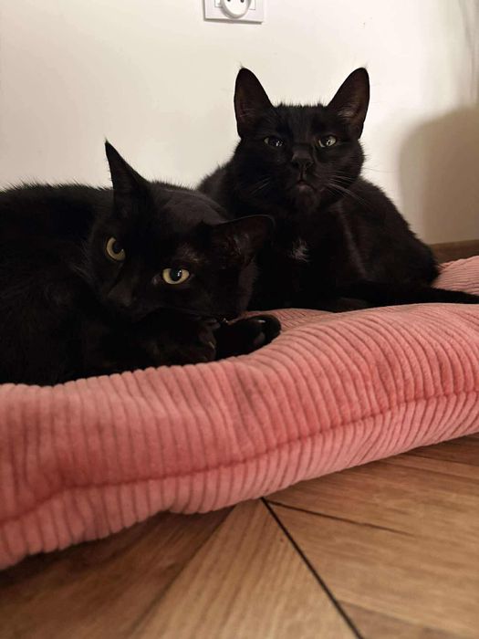 Koty do adopcji w dwupaku - Bytom
