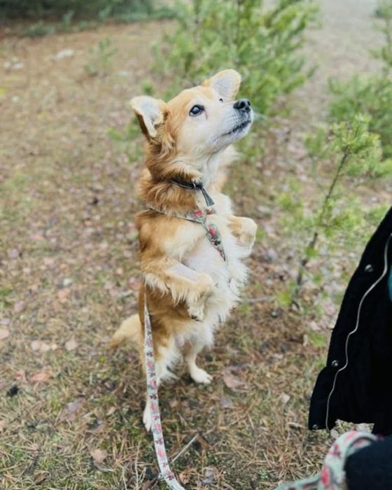 Biedny Precel szuka swojego domu