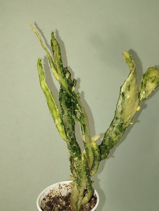 Opuncja monacantha variegata