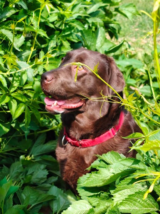 Czekoladowa labradorka do adopcji