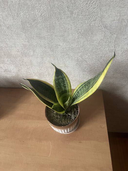 Сансівієрія ////