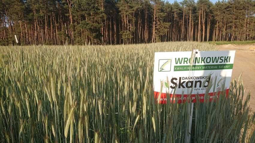 Żyto ozime Dańkowskie SKAND