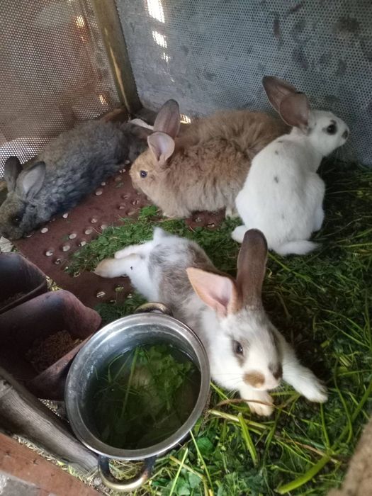 Продам кролі молодняк