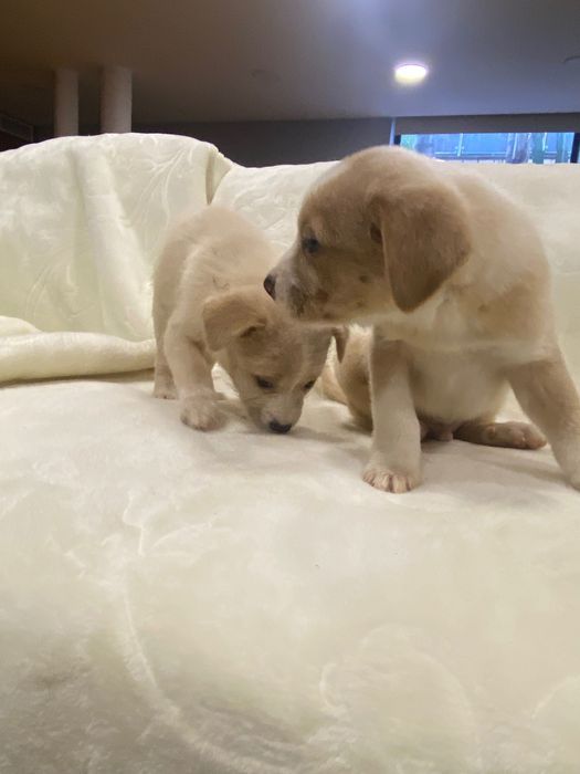 Cãezinhos para adoção