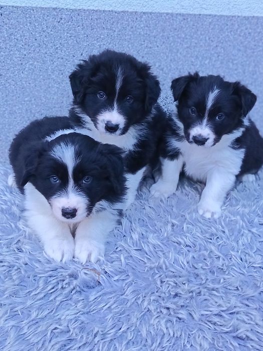 Border Collie czarno biały piesek