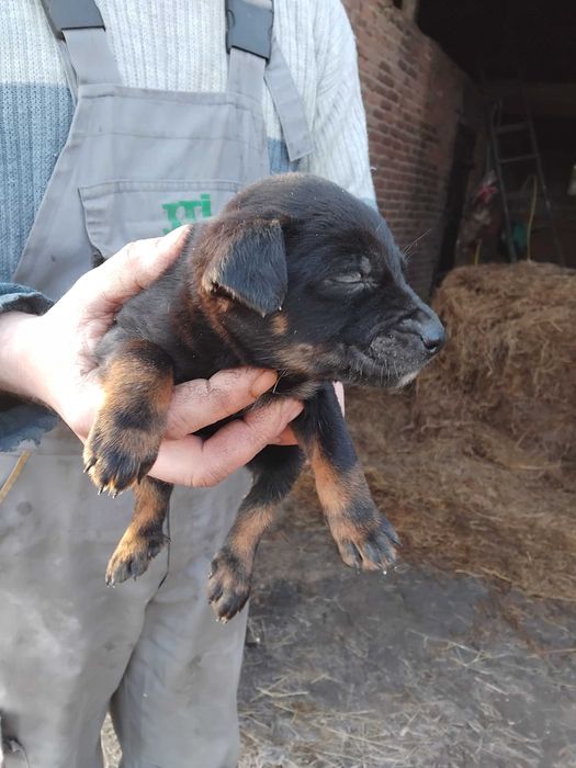 Szczeniaki oddam za darmo