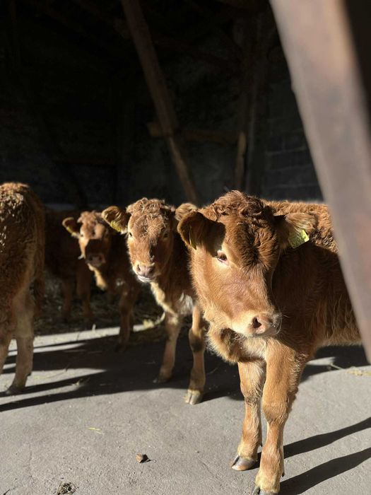 Jałówki mięsne limuze