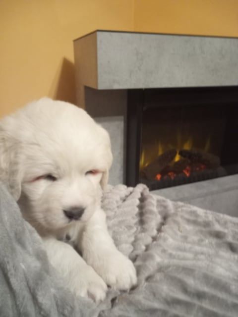 Owczarek podhalański