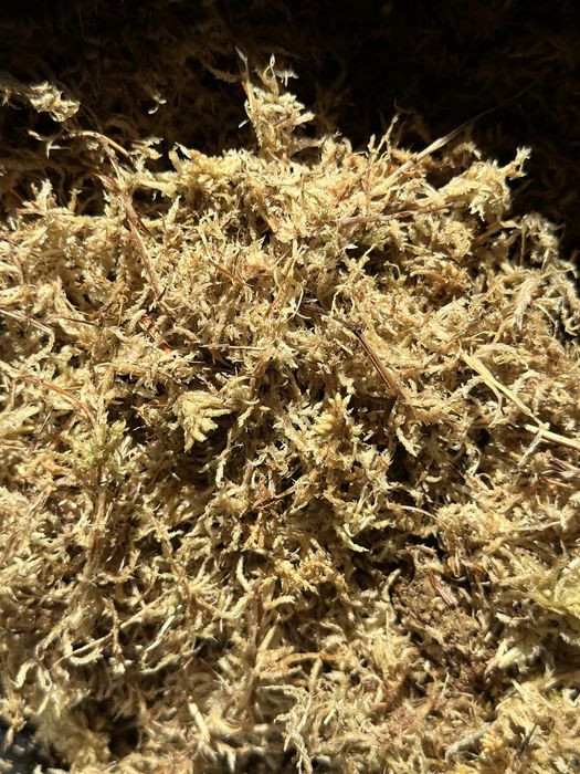 Mech torfowiec - Sphagnum Moss - do palików lub ukorzeniania roślin