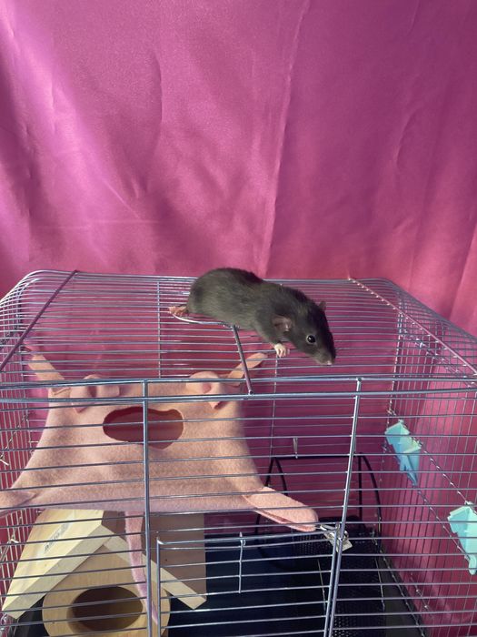 Чорні пацючки і клітки