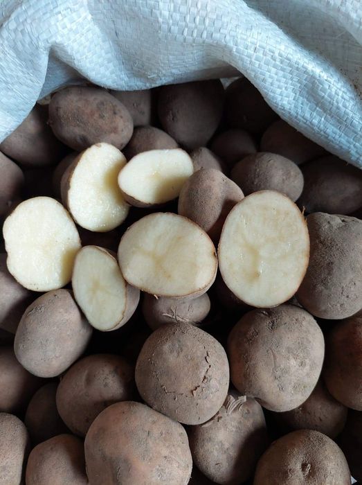 Sadzeniak Amerykany I Irga