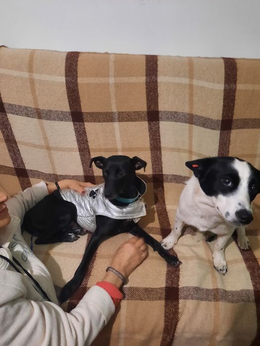 Сабаки отдам домашние