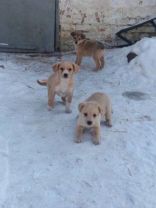 Віддам цуценят в хороші руки