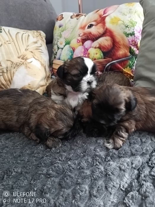 Shih Tzu śliczna suczka