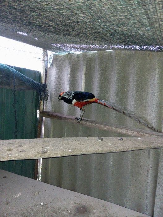 Фазани домашні..