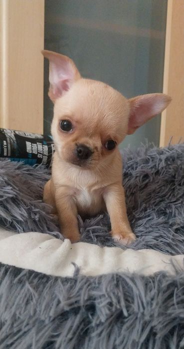 Chihuahua dziewczyneczka ZKWP