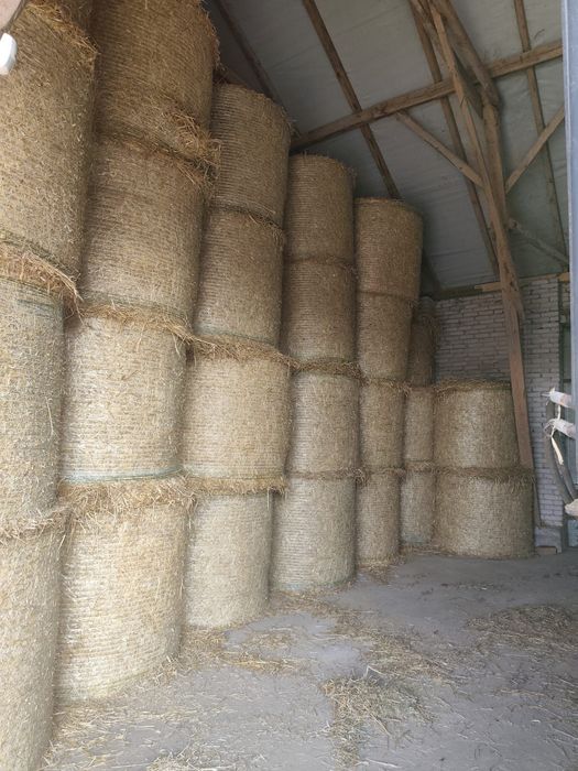 Bele słoma 120x135, 60 szt