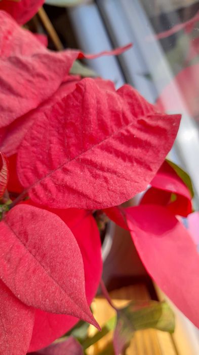 Poinsencja Gwiazda Betlejemska kwitnąca