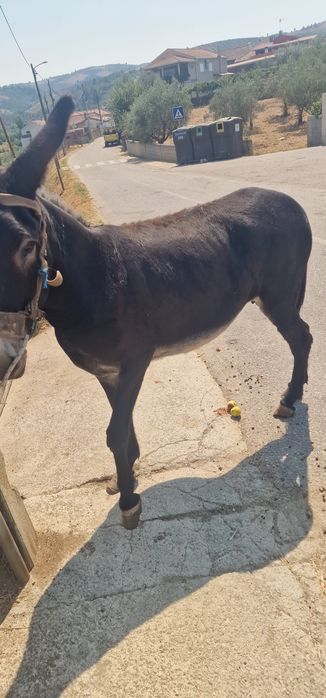 Burra parida com burrico
