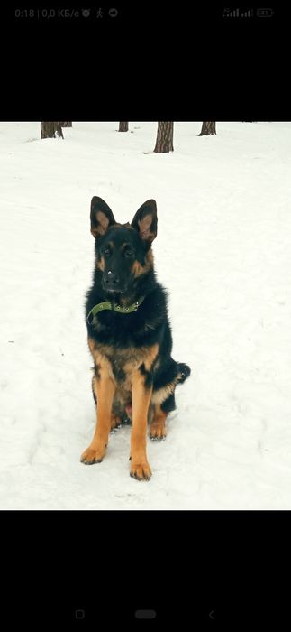 В'язка кобель , злучка