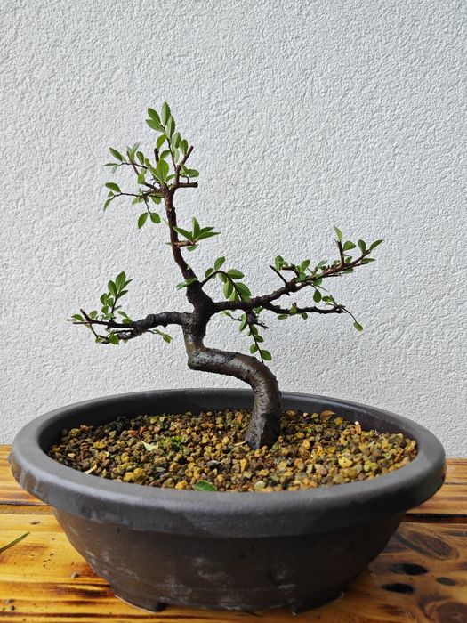 Pré-Bonsai Ulmeiro chinês