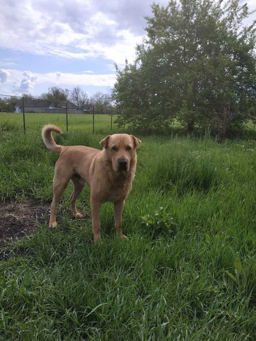 Цуценята тримісячні за символічну оплату