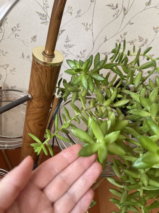 Седум очиток відросток