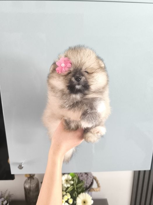 Lulu da Pomerânia. Menina .Ursinha Mini. Lop e Afixo . Russo.