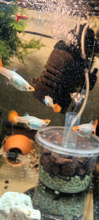Gupik koi Golden koi