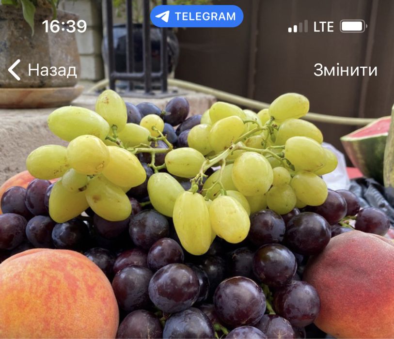 Продам саджанці винограду