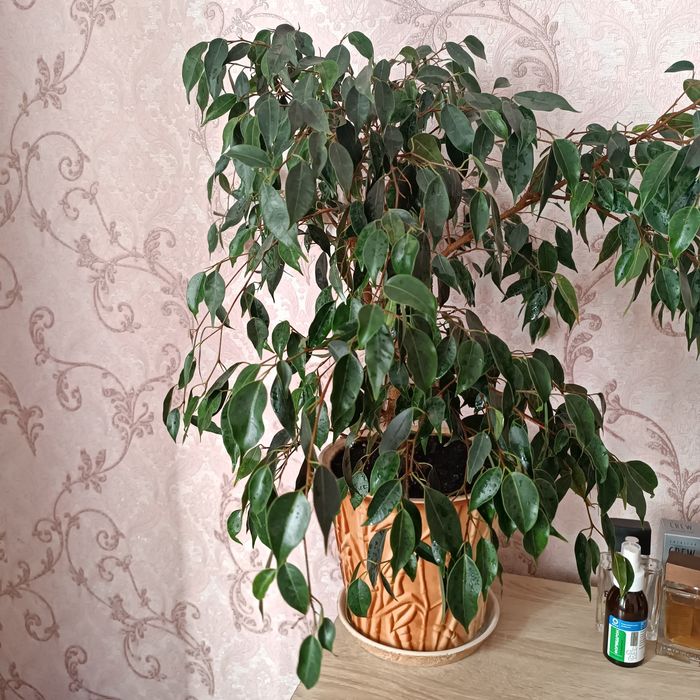 Фікус бенджаміна